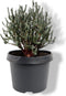 Warentuin Natuurlijk - Chamaecyparis thyoides Blue Rock 20-25 cm Co...