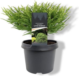 Warentuin Natuurlijk - Cryptomeria jap. Little Champion 25-30 cm Co...