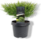 Warentuin Natuurlijk - Cryptomeria jap. Little Champion 25-30 cm Co...