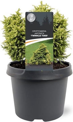 Warentuin Natuurlijk - Cryptomeria jap. Twinkle Toes 15-20 cm Conifeer
