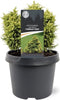 Warentuin Natuurlijk - Cryptomeria jap. Twinkle Toes 15-20 cm Conifeer