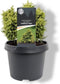 Warentuin Natuurlijk - Cryptomeria jap. Twinkle Toes 15-20 cm Conifeer