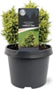 Warentuin Natuurlijk - Cryptomeria jap. Twinkle Toes 15-20 cm Conifeer