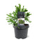 Warentuin natuurlijk - Cryptomeria japonica Serama pbr 25-30 cm Co...