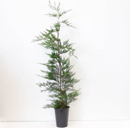 Warentuin natuurlijk - Cupressocyparis leylandii 150-200 cm