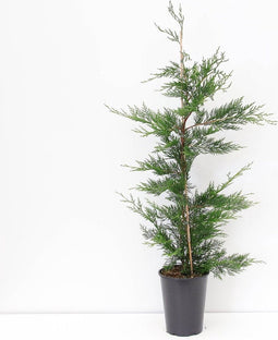 Warentuin Natuurlijk - Cupressocyparis leylandii 80-125 cm