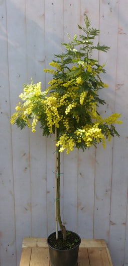 Warentuin natuurlijk - Cytisus racemosus brem geel op stam 150 cm