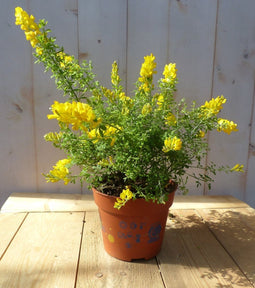 Warentuin natuurlijk - Cytisus racemosus brem