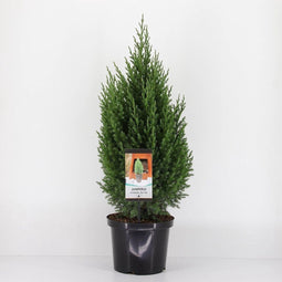 Warentuin Natuurlijk - Juniperus chinensis stricta 80 cm