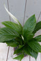 Warentuin natuurlijk - Lepelplant Spathiphyllum rode pot 40 cm
