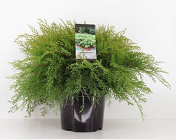 Warentuin Natuurlijk - Microbiota decussata 40-50 cm