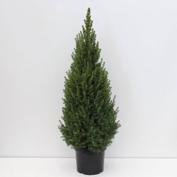 Warentuin natuurlijk - Picea glauca perfecta 80-100 cm
