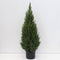 Warentuin natuurlijk - Picea glauca perfecta 80-100 cm