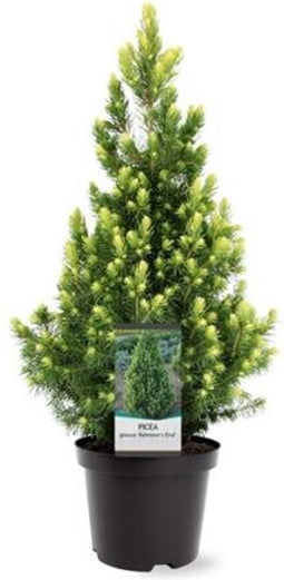 Warentuin Natuurlijk - Picea glauca Rainbow s End 30-40 cm Conifeer