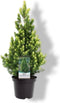 Warentuin Natuurlijk - Picea glauca Rainbow s End 30-40 cm Conifeer