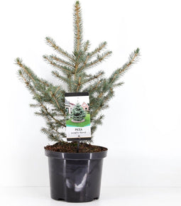 Warentuin Natuurlijk - Picea pungens glauca 40-50 cm