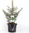 Warentuin Natuurlijk - Picea pungens glauca 40-50 cm