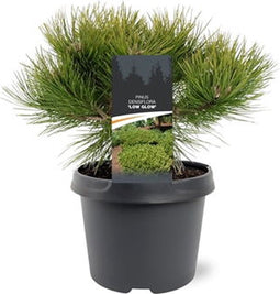Warentuin Natuurlijk - Pinus densiflora Low Glow 25-30 cm Conifeer