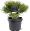 Warentuin Natuurlijk - Pinus densiflora Low Glow 25-30 cm Conifeer