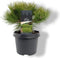 Warentuin Natuurlijk - Pinus densiflora Low Glow 25-30 cm Conifeer