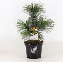 Warentuin Natuurlijk - Pinus schwerinii wiethorst
