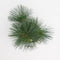 Warentuin Natuurlijk - Pinus schwerinii wiethorst