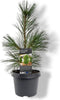 Warentuin Natuurlijk - Pinus strobus Fastigiata 30-40 cm Conifeer