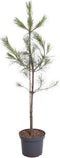 Warentuin Natuurlijk - Pinus wallichiana 80-100 cm Conifeer