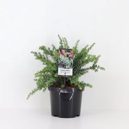 Warentuin Natuurlijk - Podocarpus lawrencei blue gem