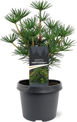 Warentuin Natuurlijk - Sciadopitys verticillata Green Diamond pbr 2...