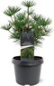 Warentuin Natuurlijk - Sciadopitys verticillata Green Diamond pbr 2...