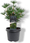 Warentuin Natuurlijk - Sciadopitys verticillata Green Diamond pbr 2...