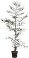 Warentuin Natuurlijk - Sequoia sempervirens 175-200 cm Conifeer