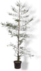 Warentuin Natuurlijk - Sequoia sempervirens 175-200 cm Conifeer