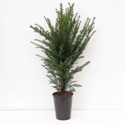 Warentuin natuurlijk - Taxus baccata 50-100 cm