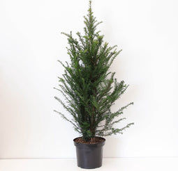 Warentuin natuurlijk - Taxus baccata 80-125 cm