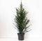 Warentuin natuurlijk - Taxus baccata 80-125 cm