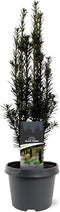Warentuin Natuurlijk - Taxus baccata Black Tower 40-50 cm Conifeer