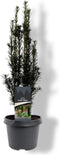 Warentuin Natuurlijk - Taxus baccata Black Tower 40-50 cm Conifeer
