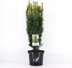 Warentuin Natuurlijk - Taxus baccata david 50-60 cm