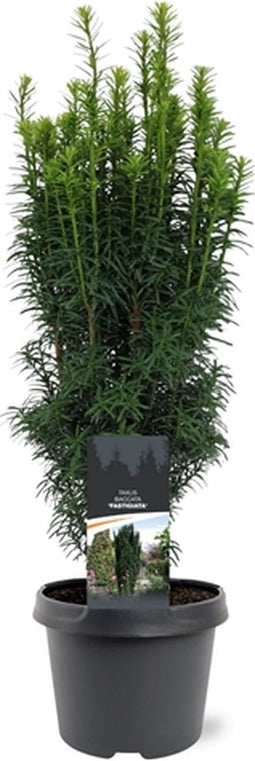 Warentuin Natuurlijk - Taxus baccata Fastigiata 40-50 cm Conifeer
