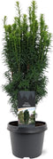Warentuin Natuurlijk - Taxus baccata Fastigiata 40-50 cm Conifeer