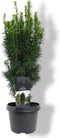 Warentuin Natuurlijk - Taxus baccata Fastigiata 40-50 cm Conifeer