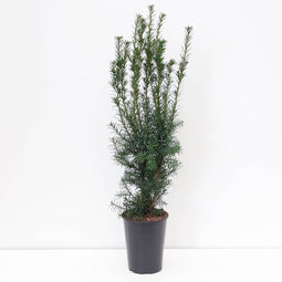 Warentuin natuurlijk - Taxus media hicksii