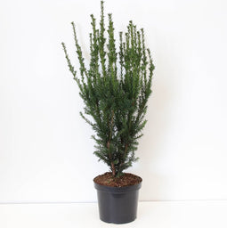 Warentuin natuurlijk - Taxus media hillii 60-100 cm