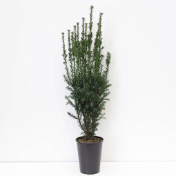 Warentuin natuurlijk - Taxus media hillii 60-80 cm