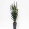 Warentuin natuurlijk - Taxus media hillii 60-80 cm
