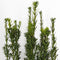 Warentuin natuurlijk - Taxus media hillii 60-80 cm