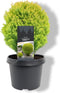 Warentuin Natuurlijk - Thuja occidentalis Anniek pbr 20-25 cm Conifeer