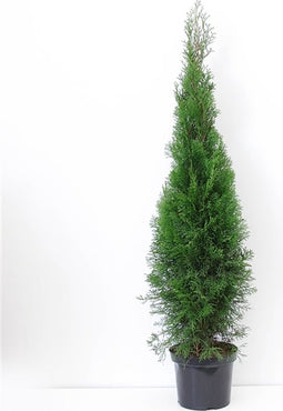 Warentuin Natuurlijk - Thuja occidentalis Brabant 125-150 cm Conifeer